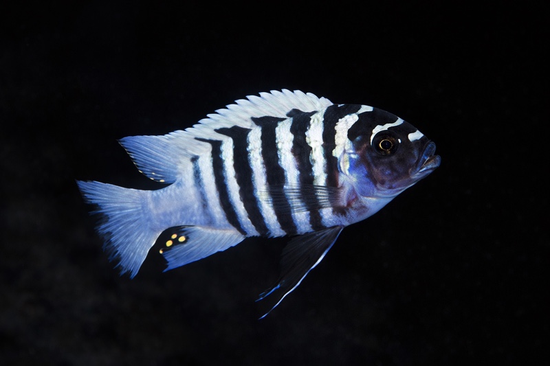 Maylandia zebra 'Ndumbi Rocks'